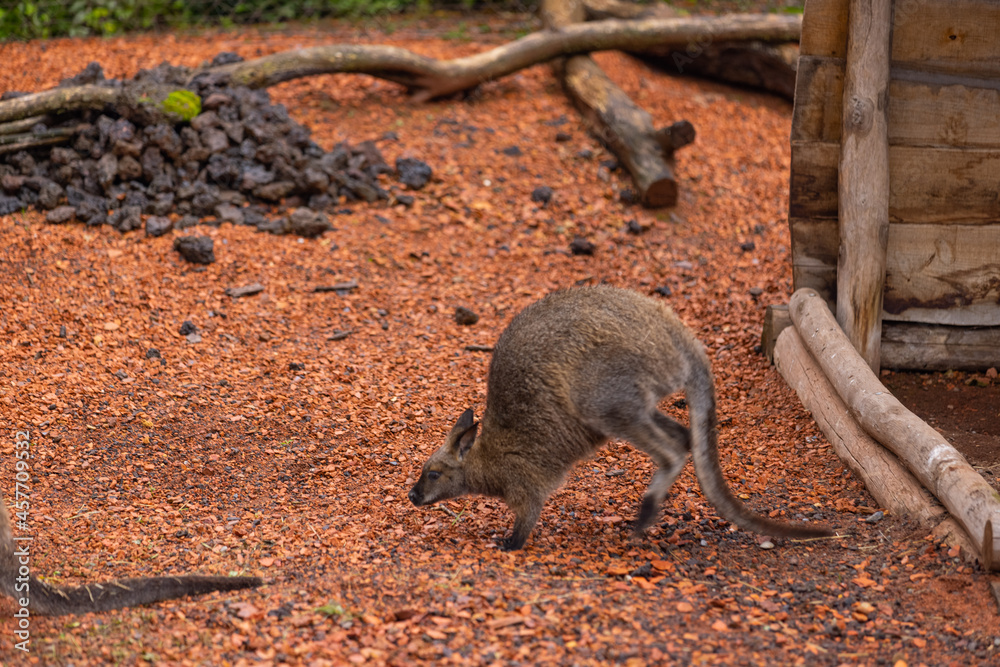 Naklejka premium Amazing young wallaby playing in the Australian outback and looking for food. Super cute little kangaroo is jumping around in the savanna sand.