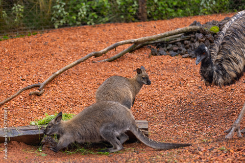 Amazing young wallaby playing in the Australian outback and looking for food. Super cute little kangaroo is jumping around in the savanna sand.