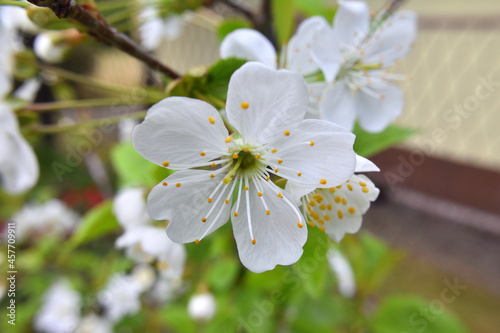 Delicate cherry flower