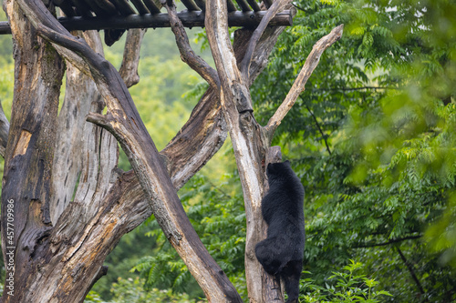 Amazing black bear are climbing in the forest and wants to play with his friend. Two bears are fighting ind the trees and trying to stay on the tree. Just wonderful animals.