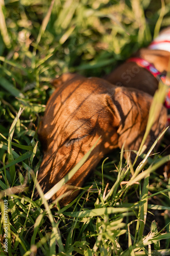 Dwarf dachshund in a striped dog jumpsuit and a red cap walks in the fresh air outdoors and lies on the green grass on a sunny day. Dog traveler  blogger  travelblogger. High quality photo