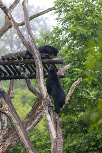 Amazing black bear are climbing in the forest and wants to play with his friend. Two bears are fighting ind the trees and trying to stay on the tree. Just wonderful animals.