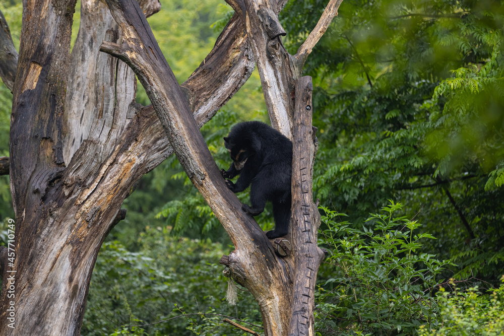 Obraz premium Amazing black bear are climbing in the forest and wants to play with his friend. Two bears are fighting ind the trees and trying to stay on the tree. Just wonderful animals.