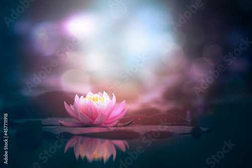 Pink lotus flower on shiny dark background  © Marc Andreu