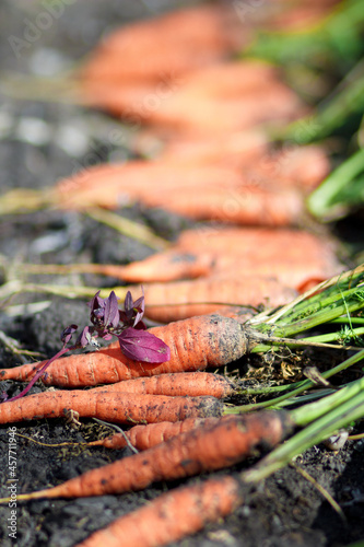 Fresh carrots. Pile of fresh ripe carrots on field. Organic farming.