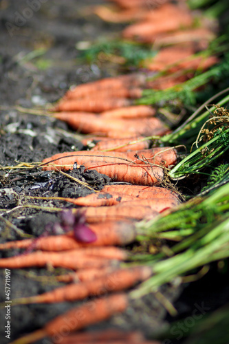 Fresh carrots. Pile of fresh ripe carrots on field. Organic farming.