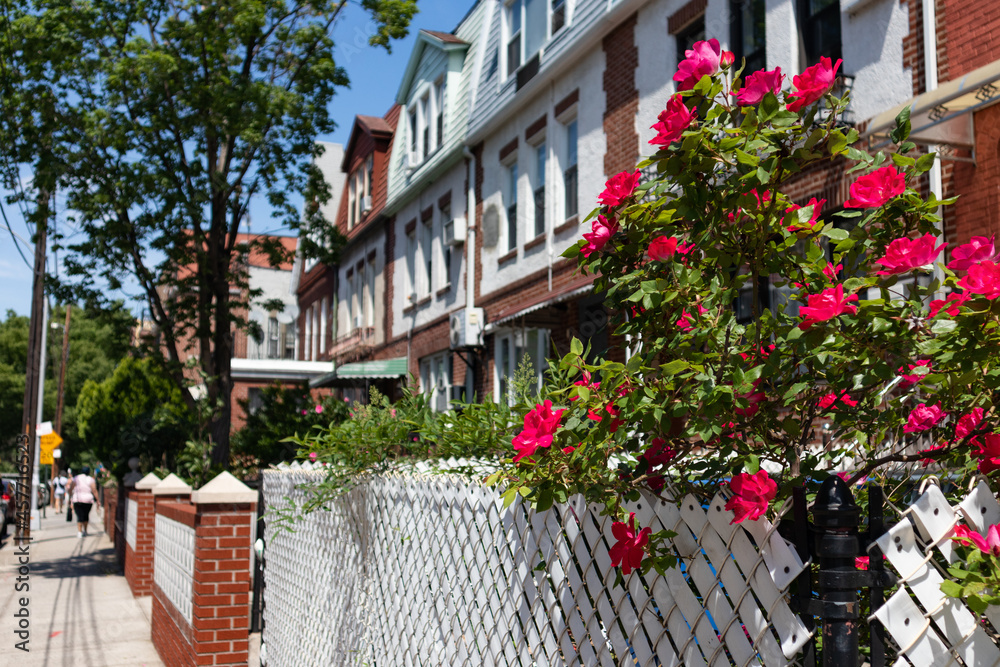 Red Roses with a Row of Brick Residential Buildings and Homes in Astoria Queens New York along a Sidewalk