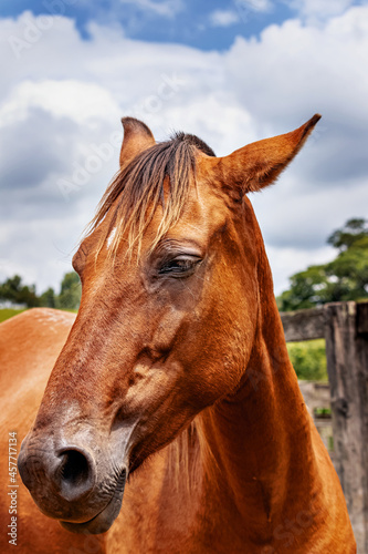 Close lateral de um cavalo marrom com céu azul ao fundo