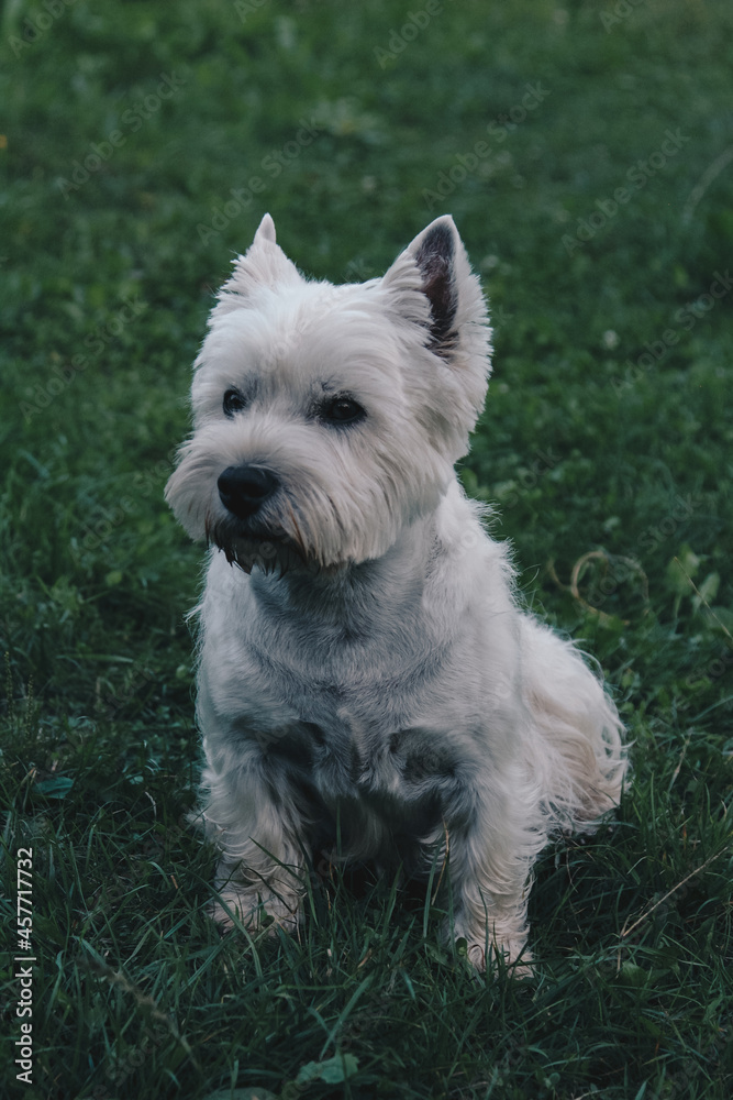 west highland white terrier