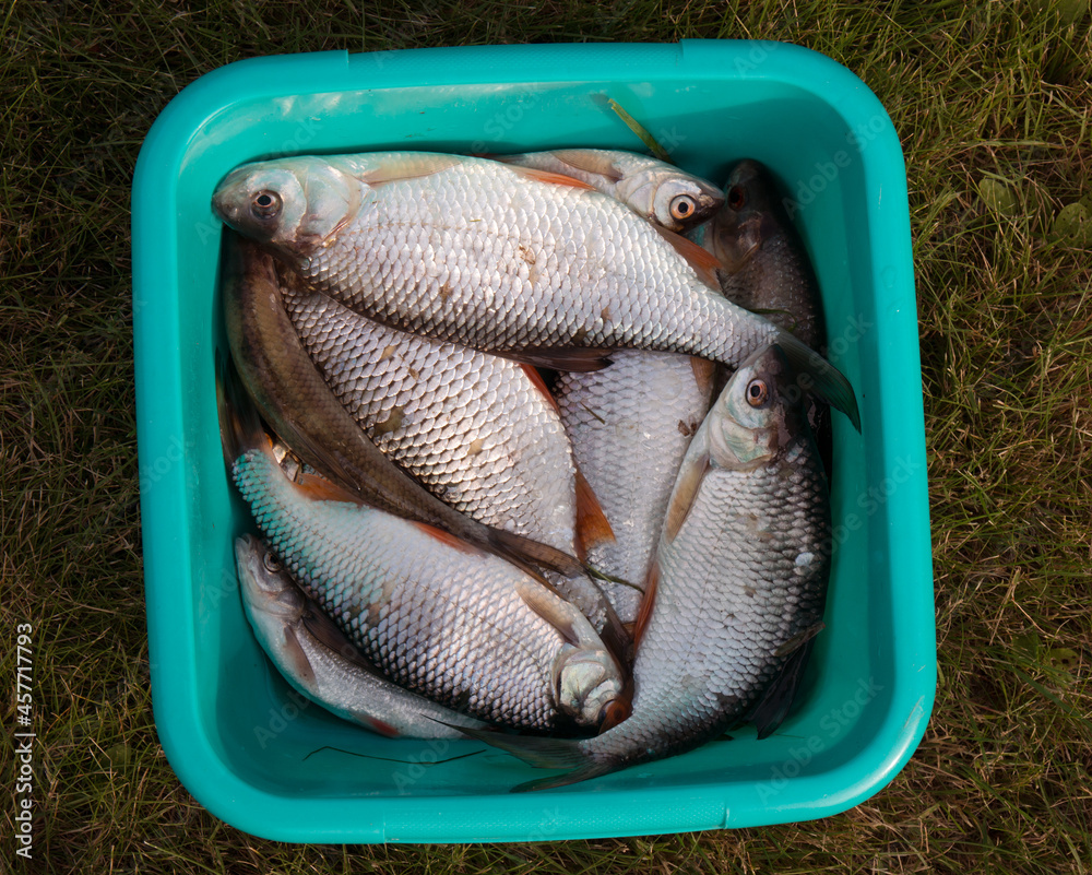 Fish in a bucket, bucket full of fish, fishing. Roaches in a bucket ...