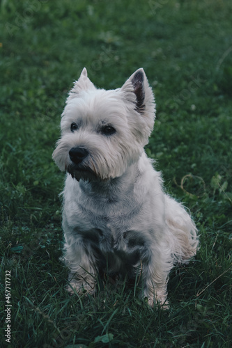 west highland white terrier