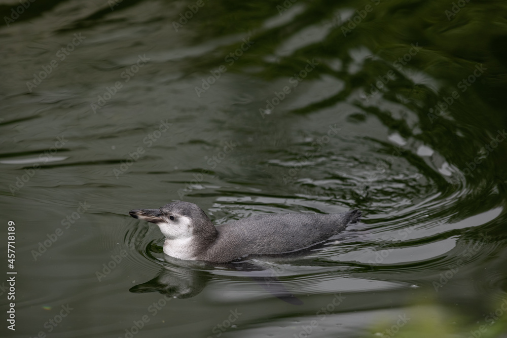 Fototapeta premium A young penguin is swimming through the water and then walking to the land and looking for his friends where they are. Amazing cute penguins are just relaxing to watch them play.