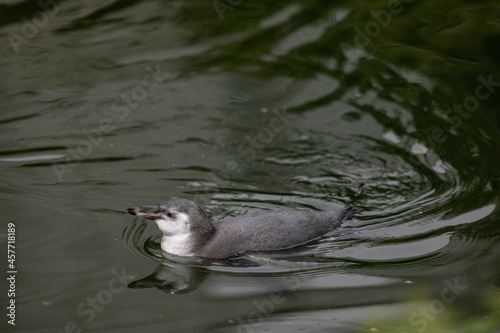 A young penguin is swimming through the water and then walking to the land and looking for his friends where they are. Amazing cute penguins are just relaxing to watch them play.
