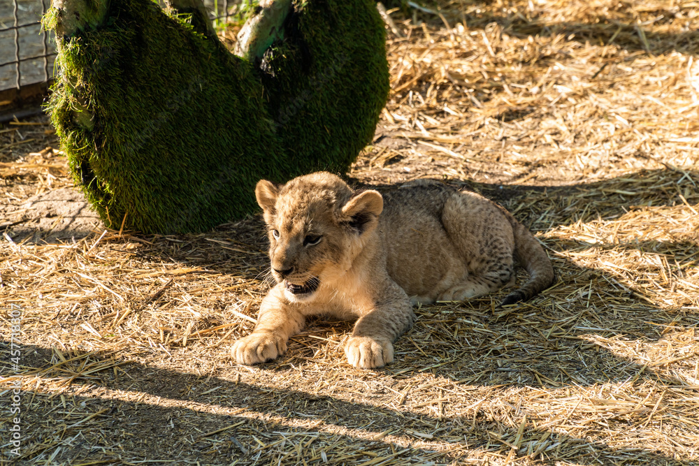 The Republic of Crimea. July 17, 2021. A small lion cub in the aviary of the Lion Taigan Park in the city of Belogorsk. The Republic of Crimea. July 17, 2021. A small lion cub in the aviary of the Lion Taigan Park in the city of Belogorsk.