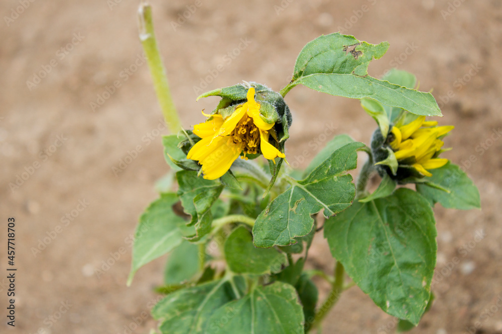 A lonely withered yellow flower among the sands A lonely withered yellow flower among the sands