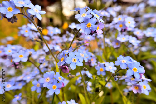 Forget-me-not blue flowers