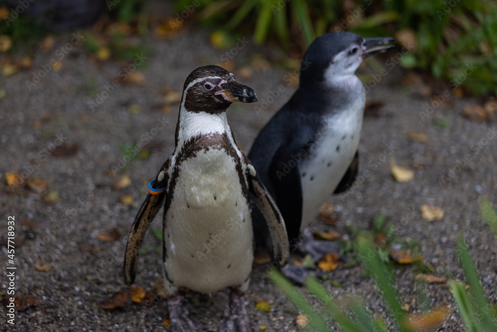 Fototapeta premium Some really cute penguins are playing together and walking through the park. A wonderful penguin-family looking to each other and search some food.