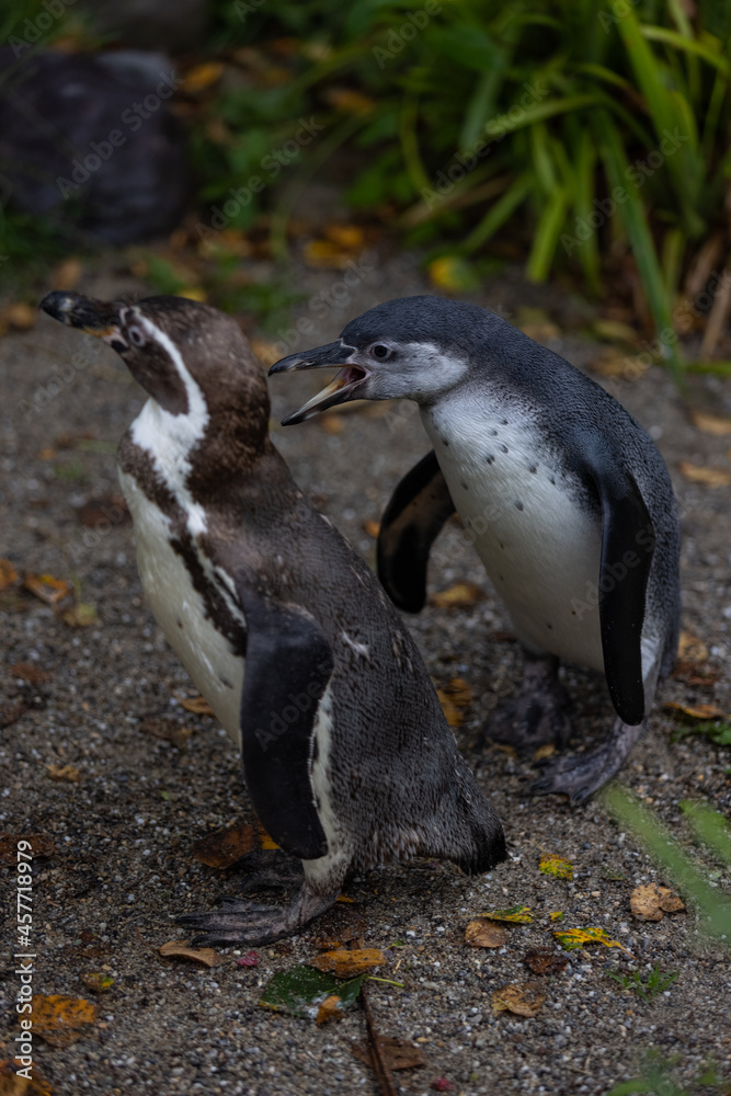 Obraz premium Some really cute penguins are playing together and walking through the park. A wonderful penguin-family looking to each other and search some food.