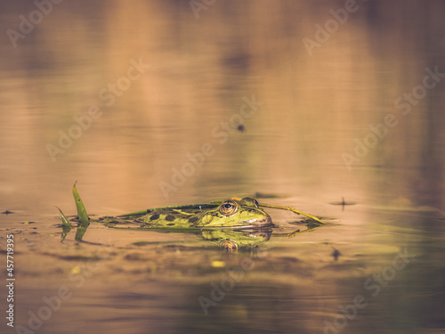 Frog in a swamp  © Konsti