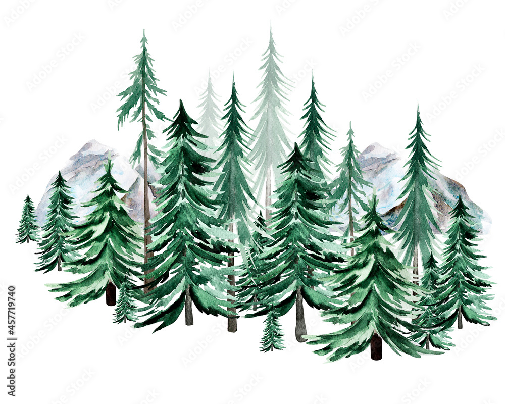 Spruce in mountains forest watercolor illustration. Template for decorating designs and illustrations.