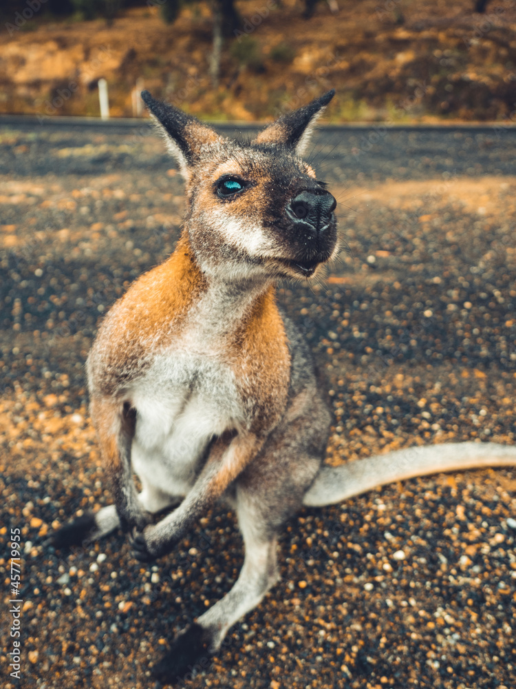 Naklejka premium Cute Kangaroo seeking for Attention
