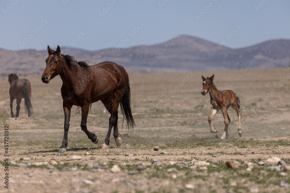 Obraz premium Wild Horse Mare and Foal in the Utah Desert