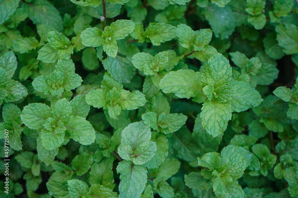 Peppermint plant grow at vegetable garden. Fresh peppermint trees in organig garden. Peppermint plant grow at vegetable garden. Fresh peppermint trees in organig garden.