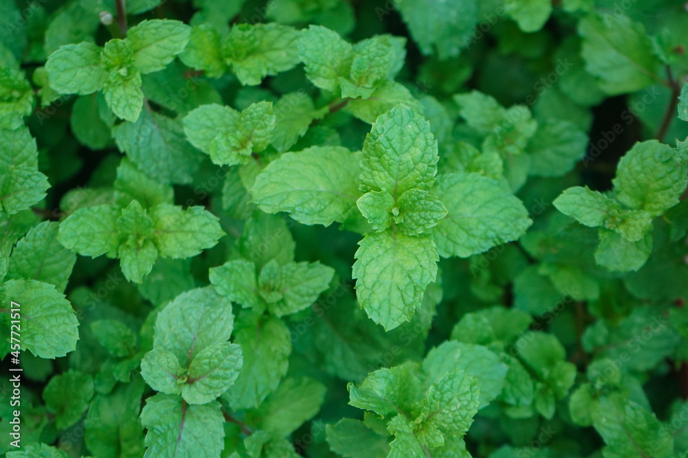 Peppermint plant grow at vegetable garden. Fresh peppermint trees in organig garden. Peppermint plant grow at vegetable garden. Fresh peppermint trees in organig garden.