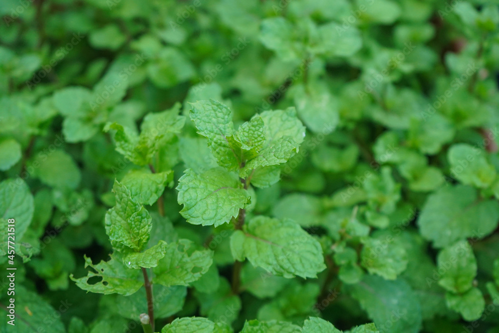 Peppermint plant grow at vegetable garden. Fresh peppermint trees in organig garden. Peppermint plant grow at vegetable garden. Fresh peppermint trees in organig garden.