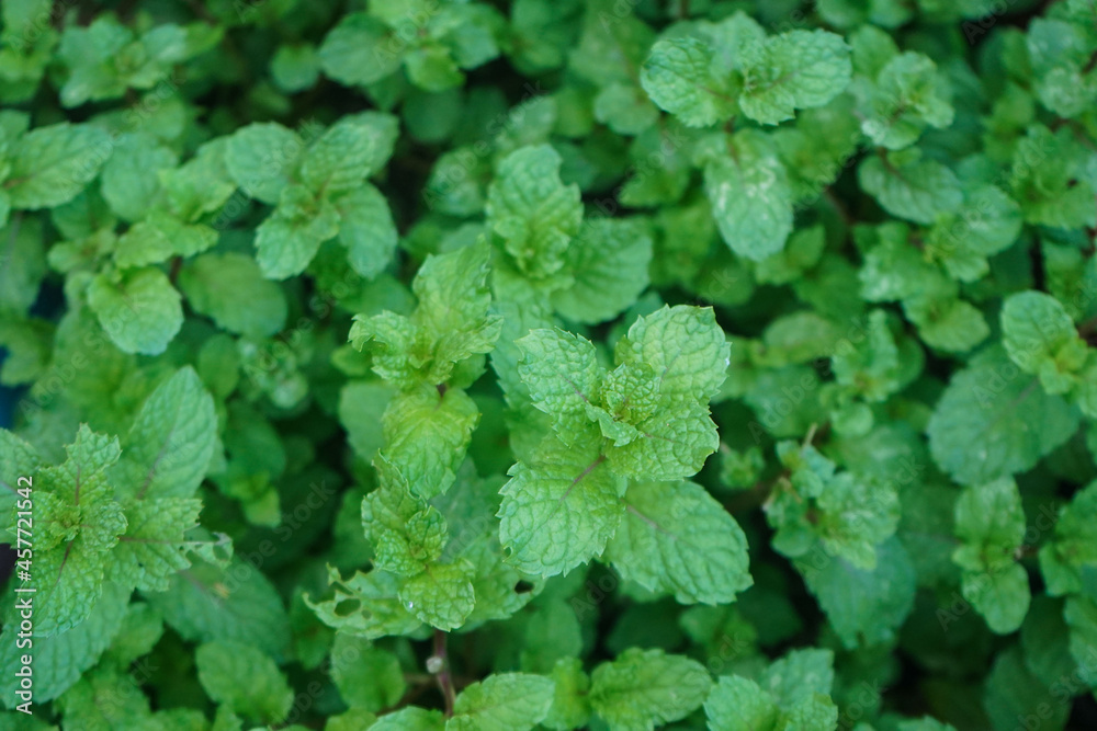 Peppermint plant grow at vegetable garden. Fresh peppermint trees in organig garden. Peppermint plant grow at vegetable garden. Fresh peppermint trees in organig garden.