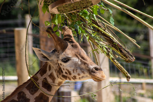 Photography giraffe in the zoo