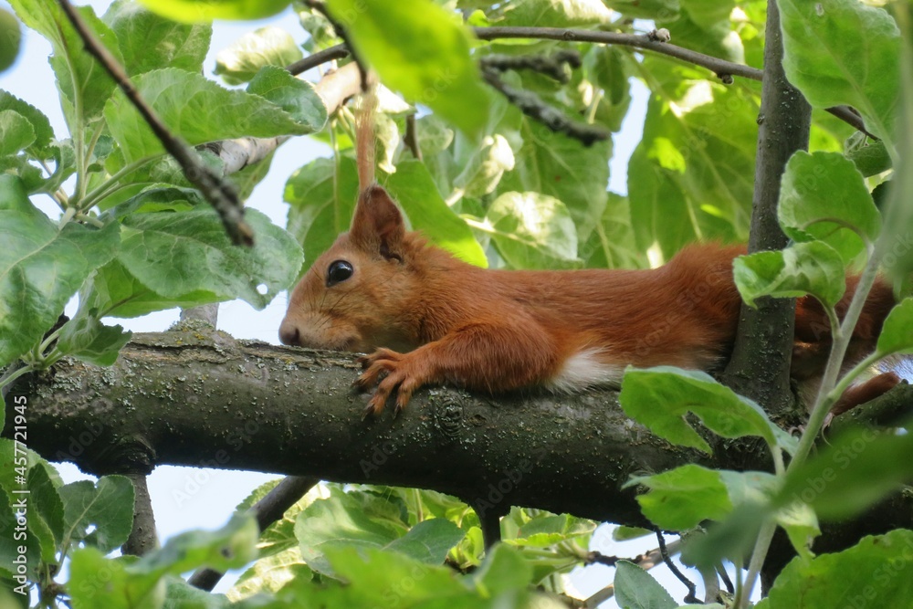 Redhead european squirrel on a apple tree in the garden