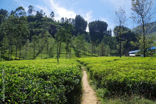 スリランカ　ヌワラエリヤのブルーフィールドティーファクトリー