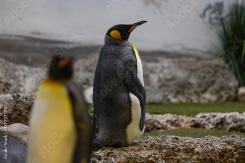 Some really cute penguins are playing together and walking through the park. A wonderful penguin-family looking to each other and search some food.