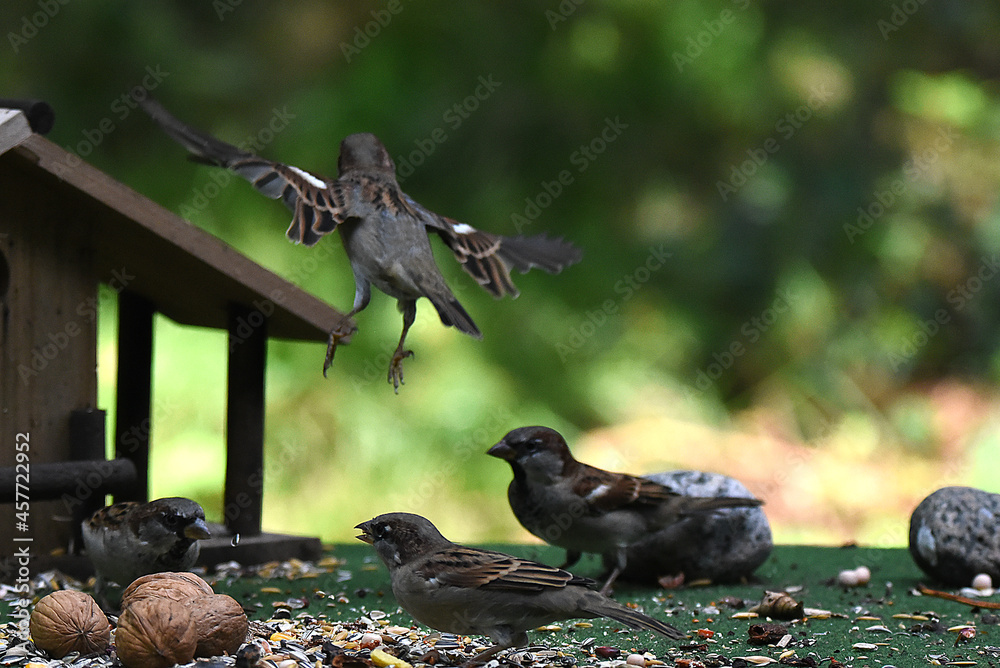 Obraz premium Spatz und Sperlinge im Flug