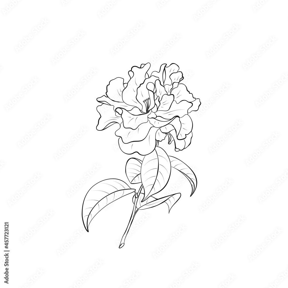 contour flower illustration. hand drawn floral element for greeting card