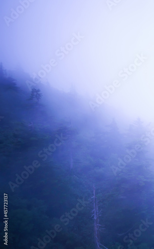 Blue fog pine trees hill mountain blurry forest mist