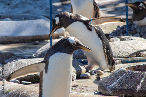 penguins on the rocks