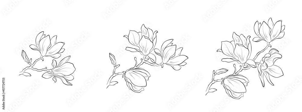 set of hand drawn magnolia flowers. contour flourish illustrations. floral elements for greeting and invitation design set of hand drawn magnolia flowers. contour flourish illustrations. floral elements for greeting and invitation design
