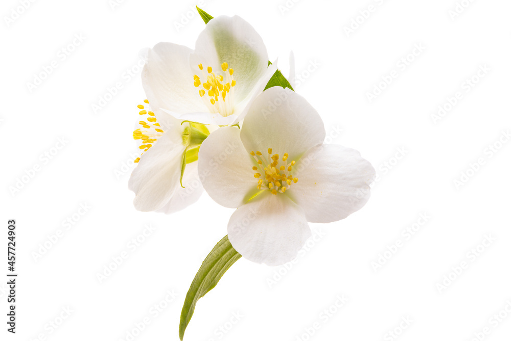jasmine flowers isolated