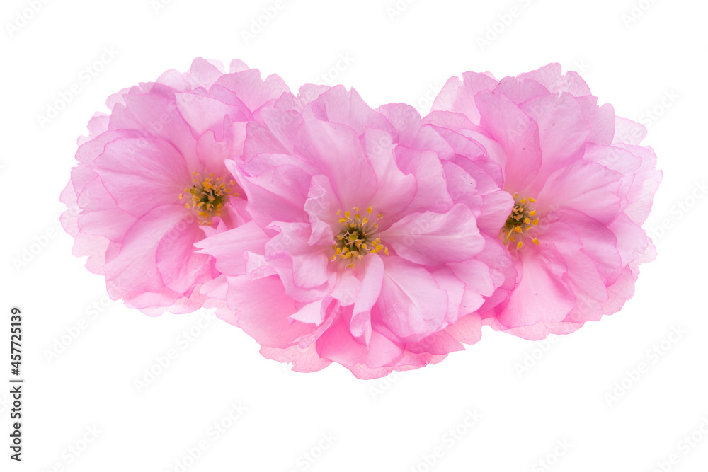 sakura flower isolated