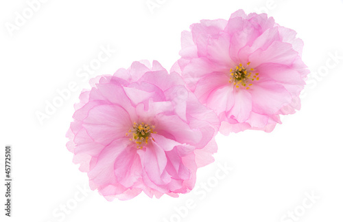 sakura flower isolated