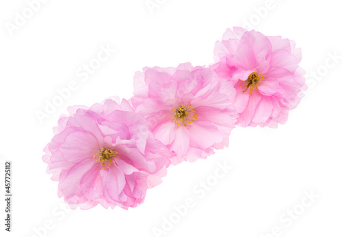 sakura flower isolated