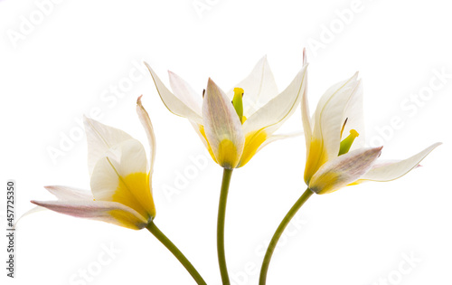 wild tulip flower isolated photo