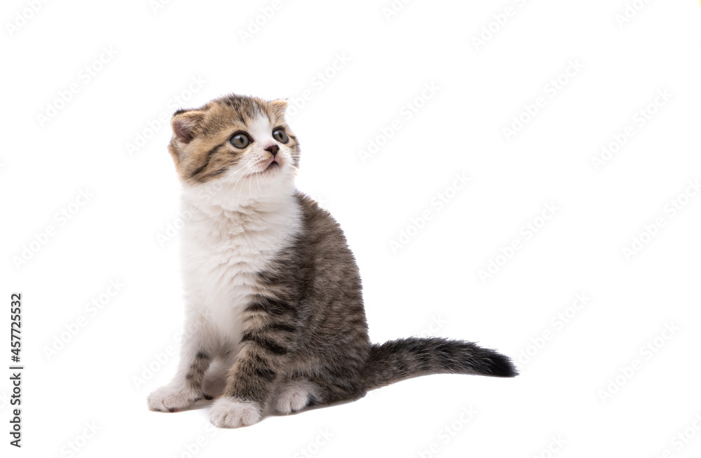 Naklejka premium kitten isolated