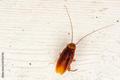 Canvastavla Close up of a large cockroach dead on an old table with copy space