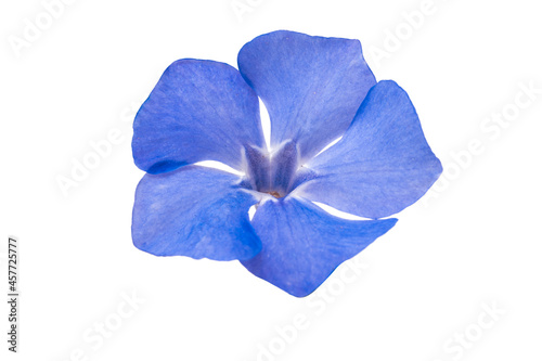 beautiful periwinkle flower isolated