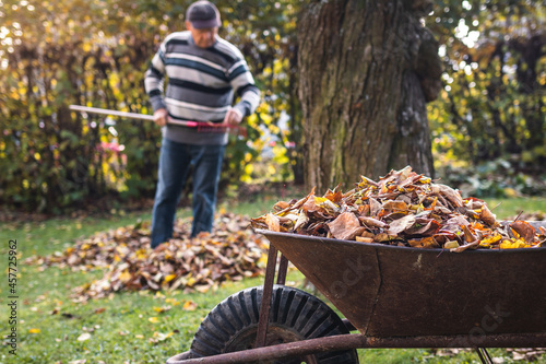 Autumn gardening. Wheelbarrow with fallen leaves. Senior man raking leaf from lawn in garden. Gardener cleaning backyard
