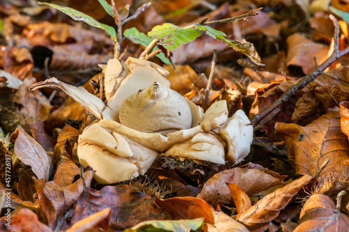 Un champignon parmi les feuilles en forêt de Soignes. © Philippe Stalins