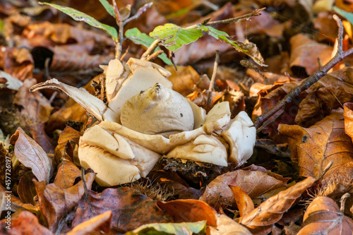 Un champignon parmi les feuilles en forêt de Soignes. photo